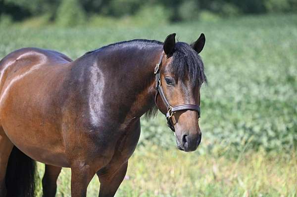 bay-gelding-broodmare