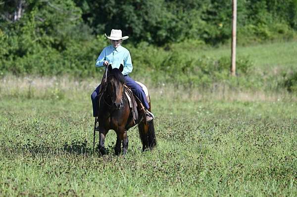 13-hand-gelding