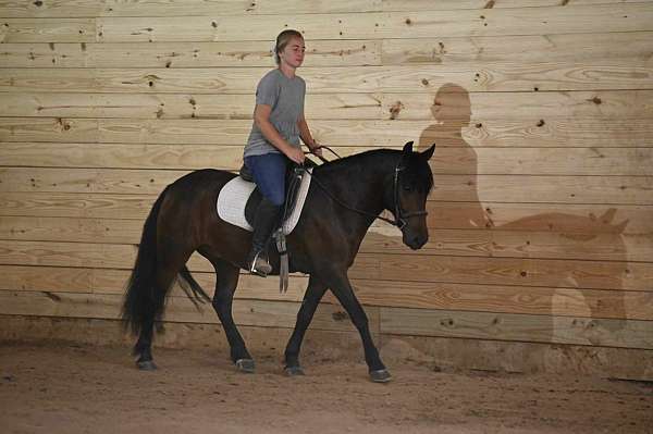 bay-gelding