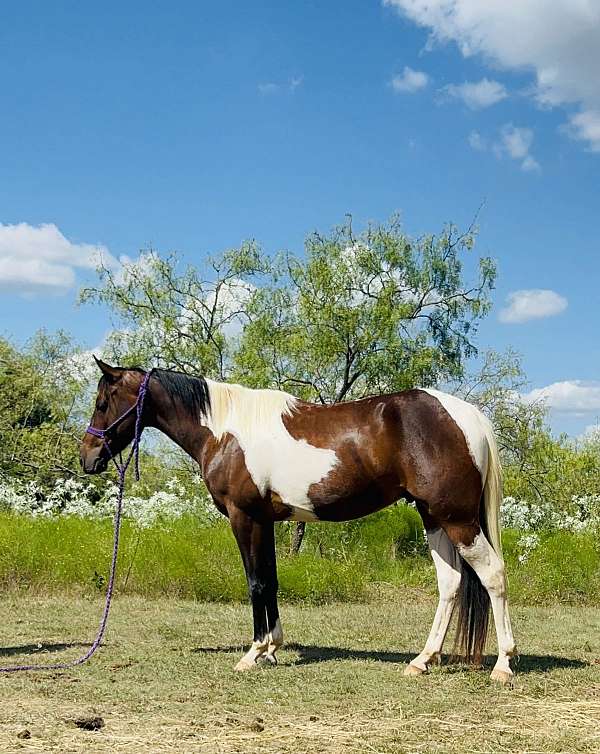 started-under-saddle-gelding-weanling