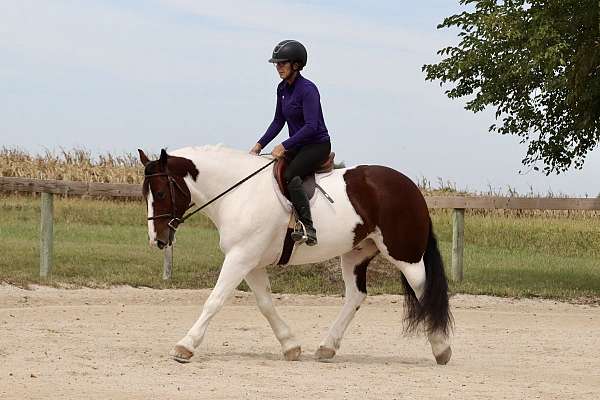 bay-overo-vaulting-horse