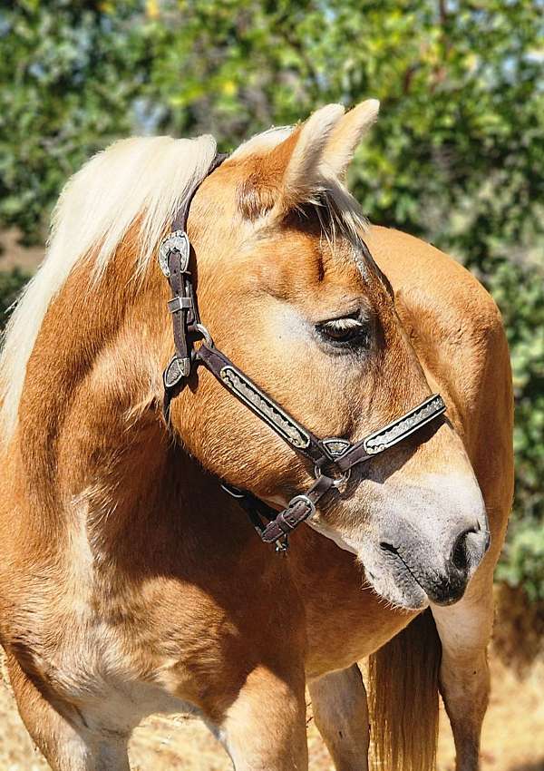 breeding-haflinger-horse