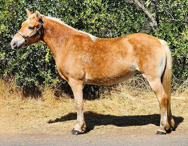 all-around-haflinger-horse