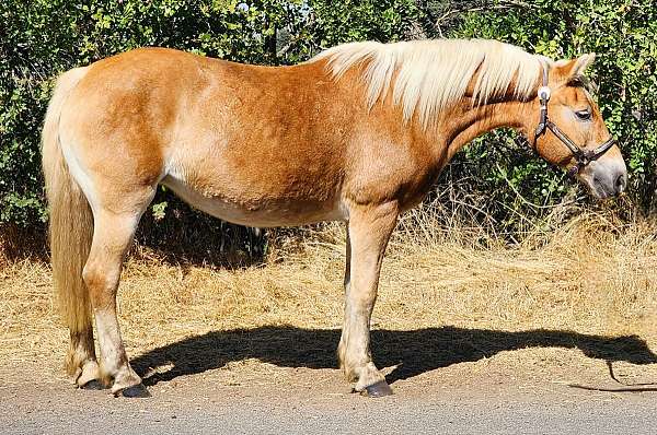 beginner-haflinger-horse