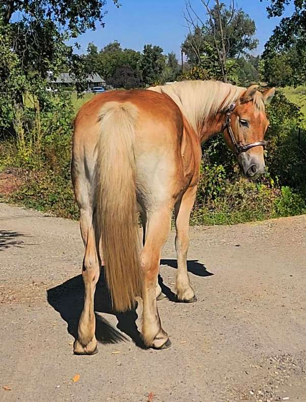 driving-haflinger-horse