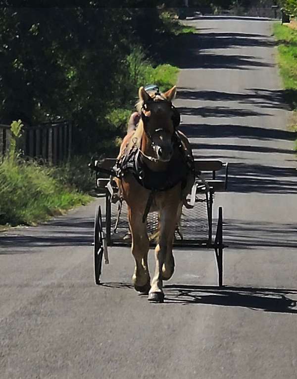 husband-safe-haflinger-horse