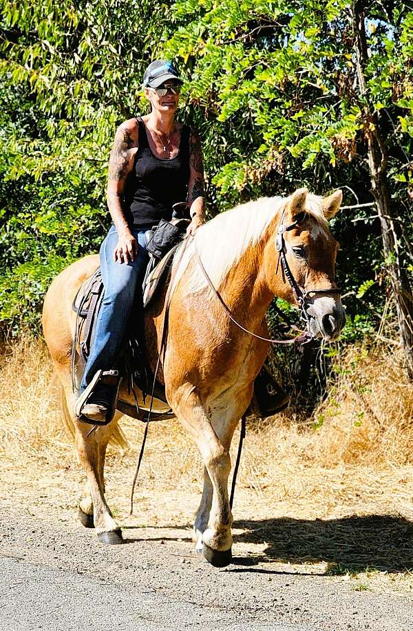 gymkhana-haflinger-horse