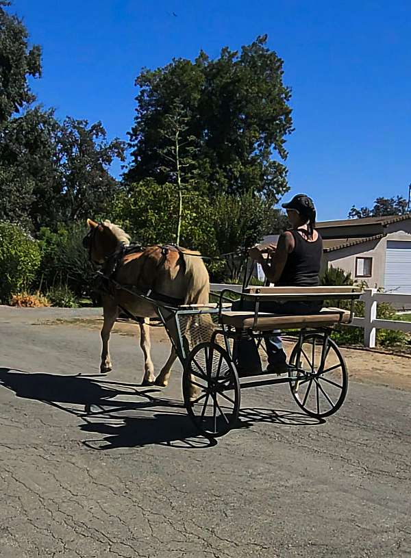 parade-haflinger-horse