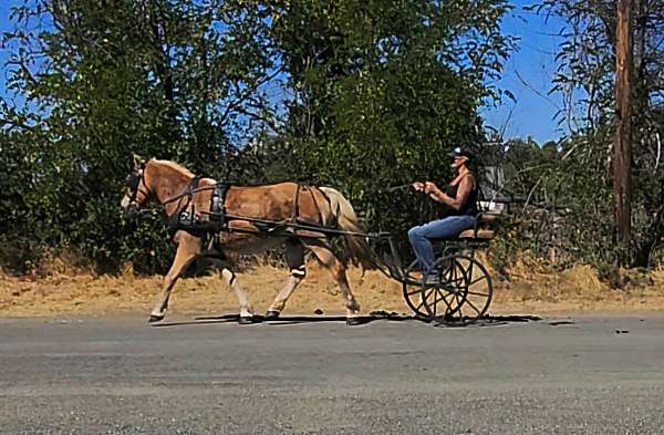 trail-haflinger-horse