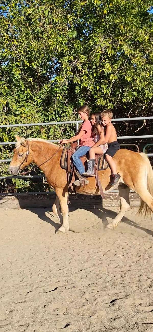 trail-riding-haflinger-horse