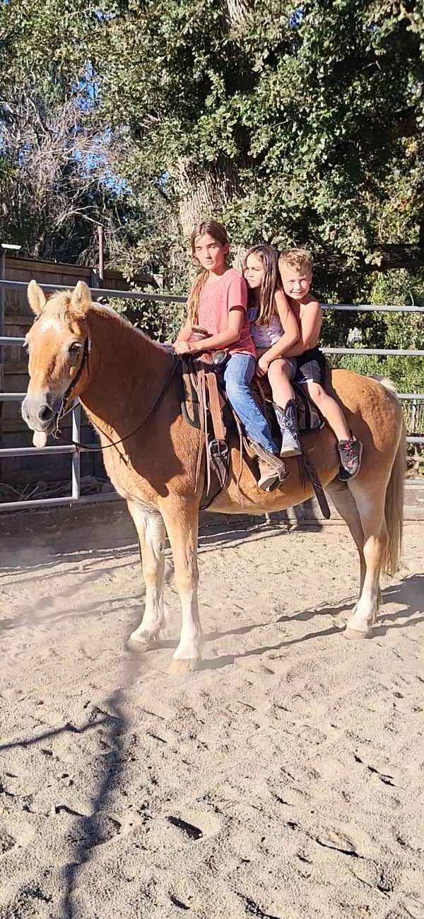 youth-haflinger-horse