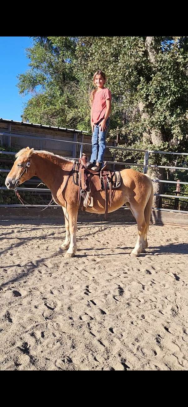 chestnut-haflinger-mare