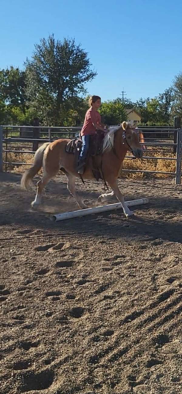 chestnut-all-around-horse