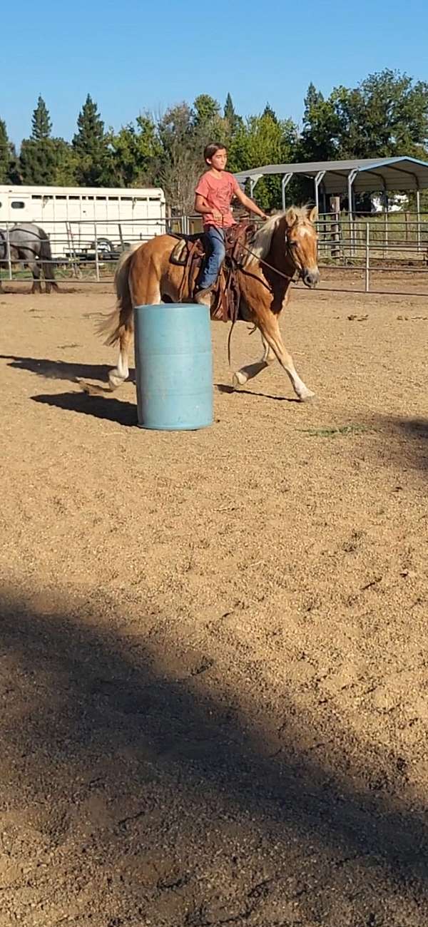 chestnut-beginner-horse