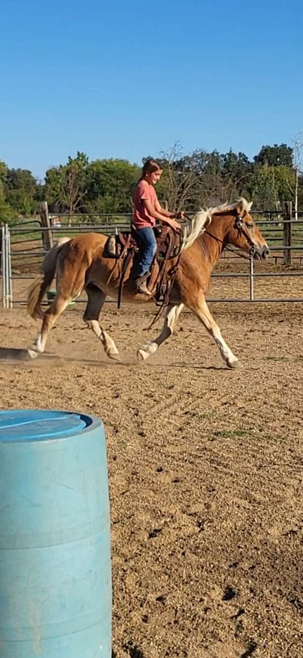 chestnut-breeding-horse