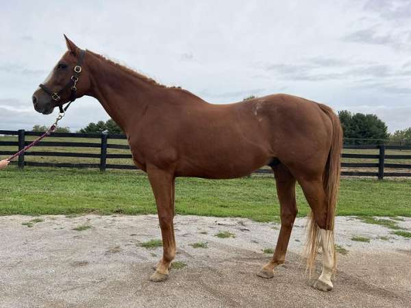 schoolmaster-thoroughbred-pony