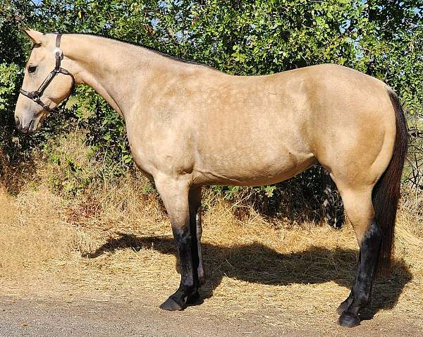 all-around-quarter-horse