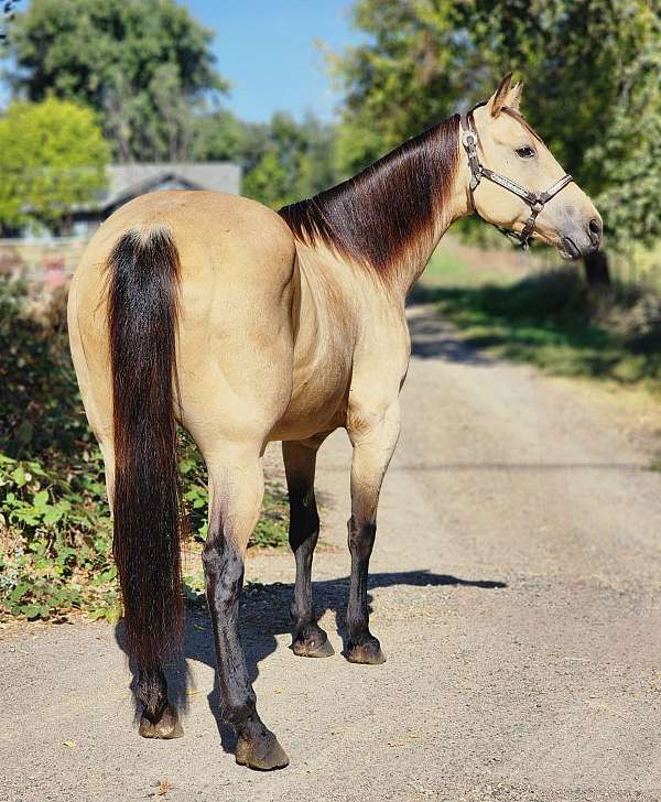 ranch-versatility-quarter-horse