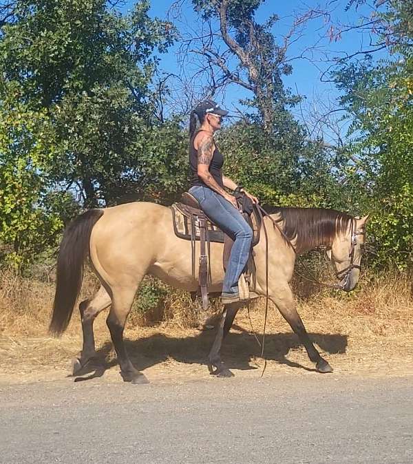 buckskin-quarter-horse-gelding