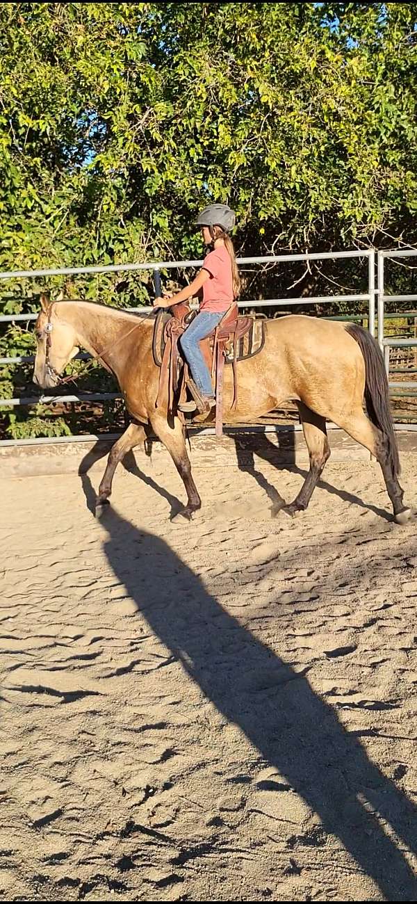 buckskin-all-around-horse