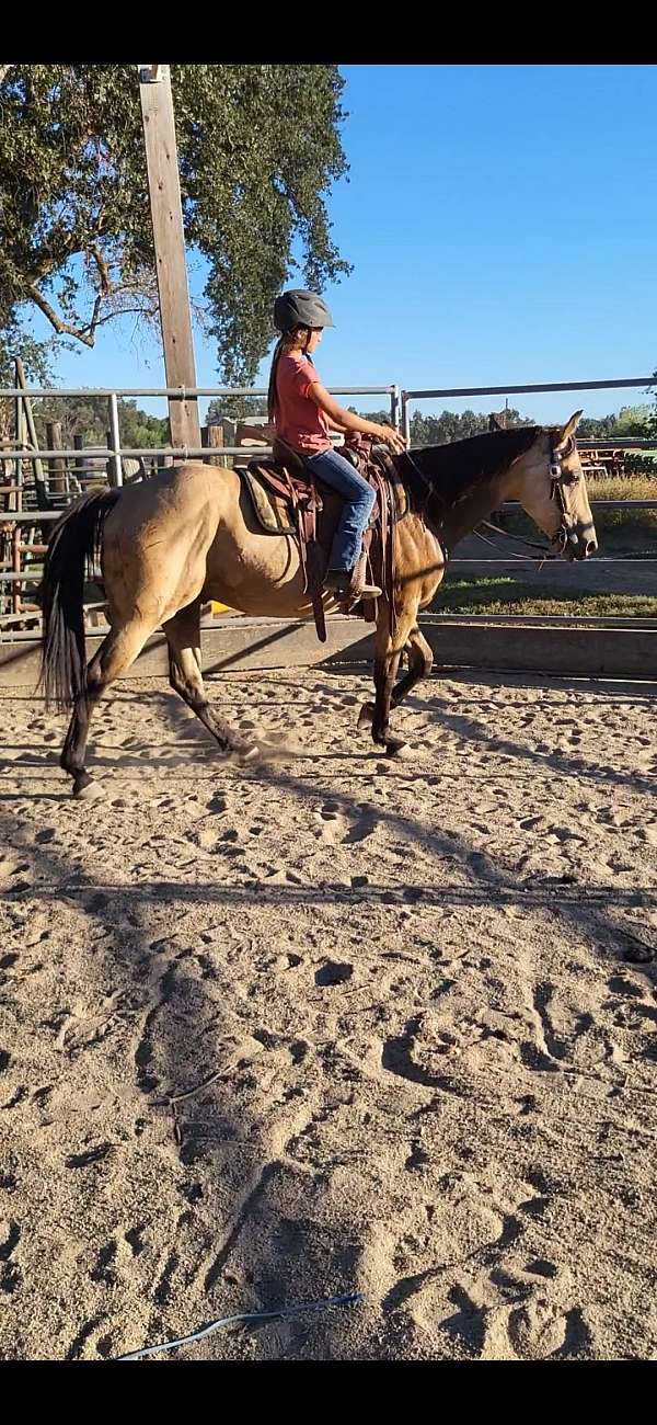 buckskin-athletic-horse