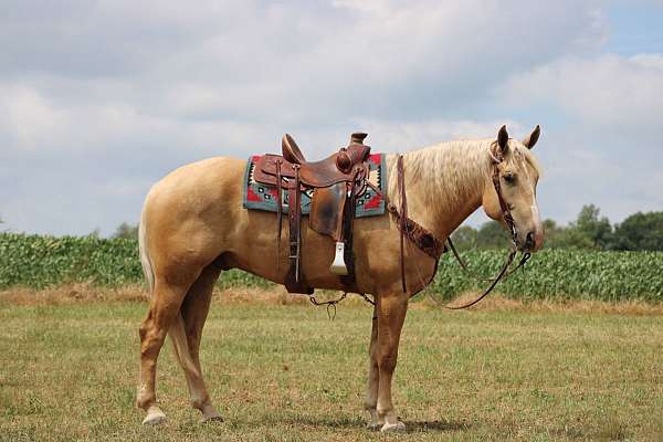 palomino-gelding-for-sale