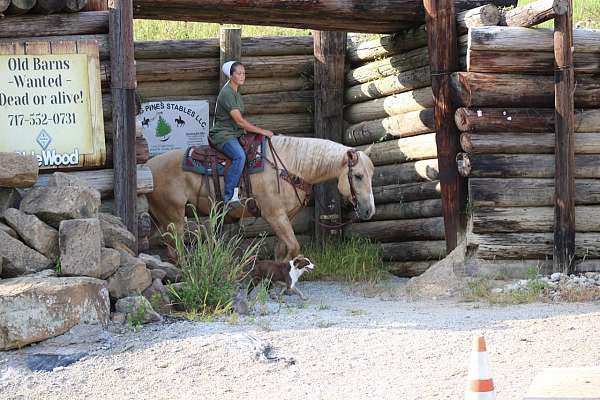 16-hand-palomino-horse