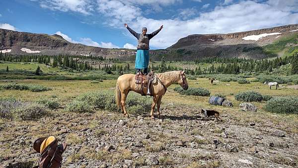 palomino-gelding