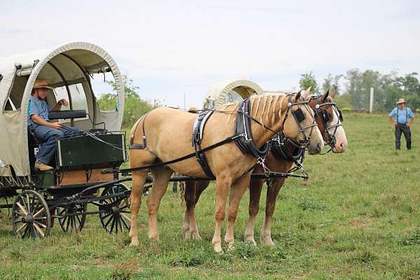 palomino-horse-for-sale