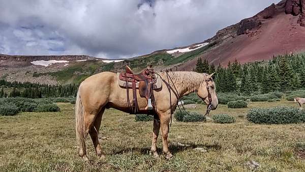 palomino