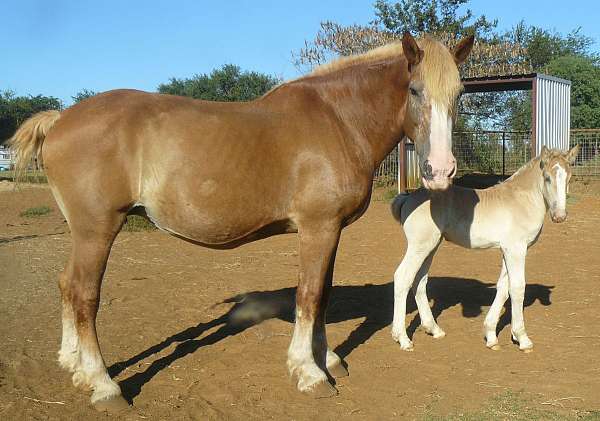 filly-belgian-draft-horse