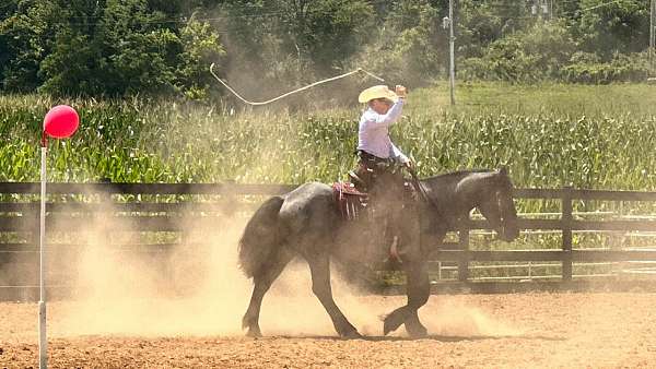 blue-roan-gelding-for-sale