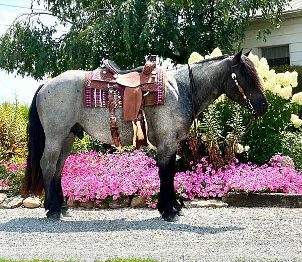 blue-roan-roan-cowboy-mounted-shooting-horse