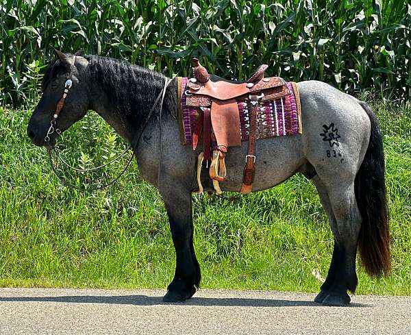 blue-roan-roan-driving-horse