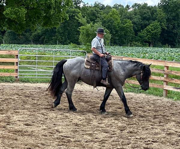 16-hand-blue-roan-horse