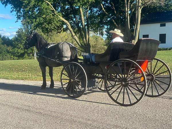 blue-roan-gelding