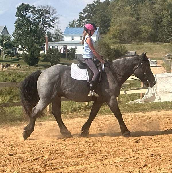 blue-roan-horse-for-sale