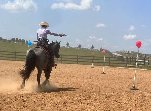 blue-roan-horse