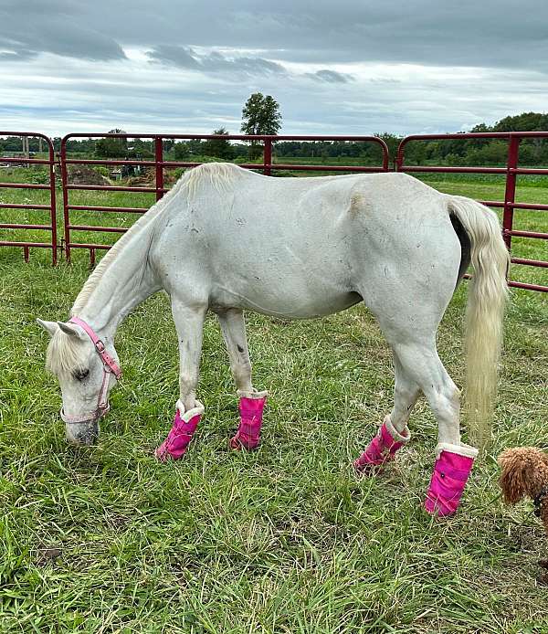 white-pony-mare