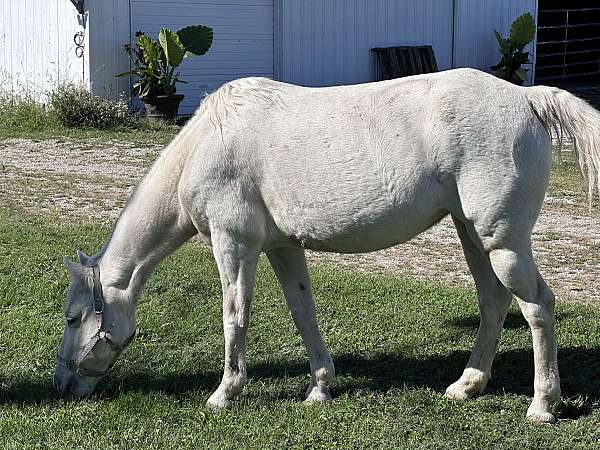 teeth-floated-pony