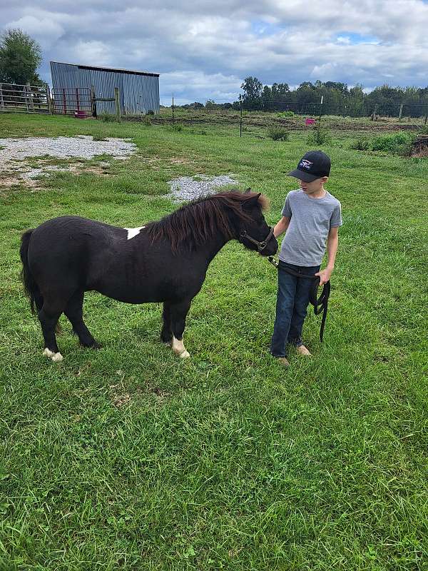 pony-gelding