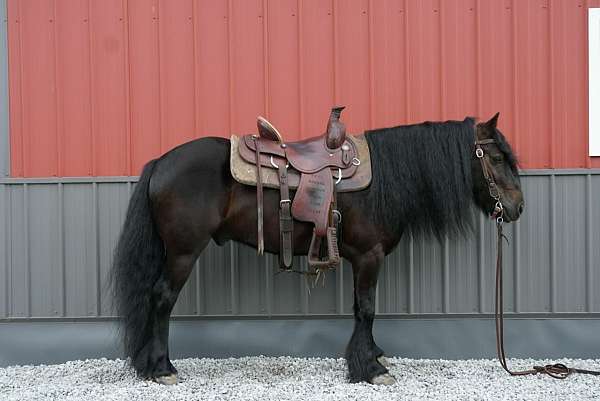 black-fell-pony-pony