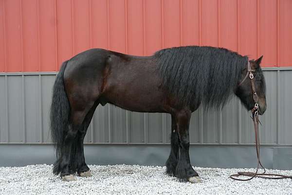 black-fell-pony-pony-for-sale