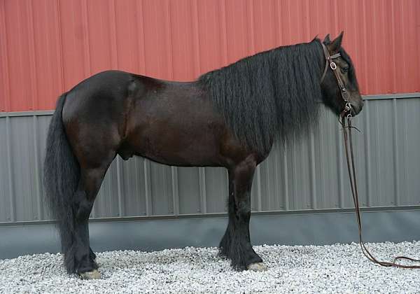 black-fell-pony-gelding