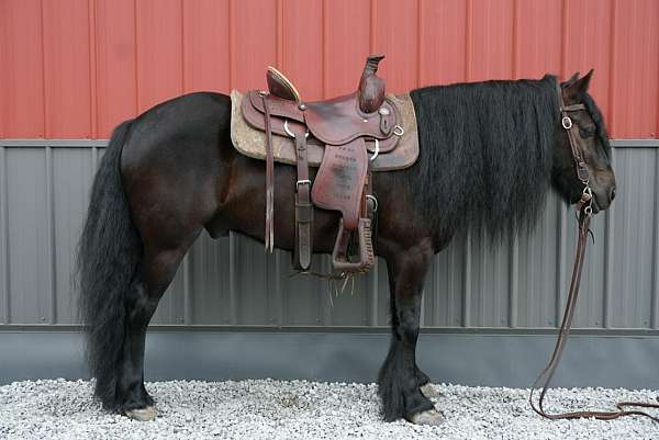 black-gelding-for-sale