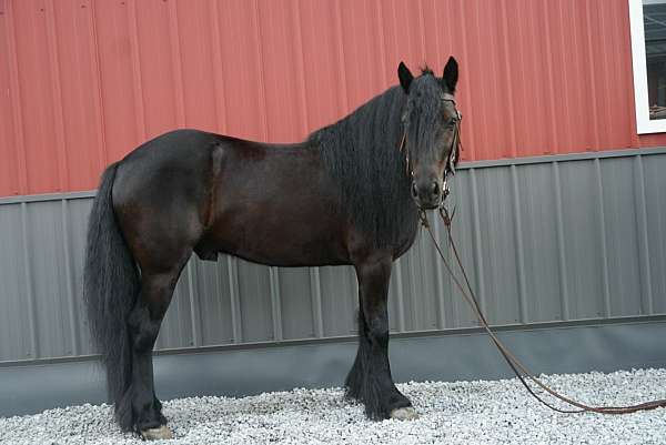 14-hand-fell-pony-gelding