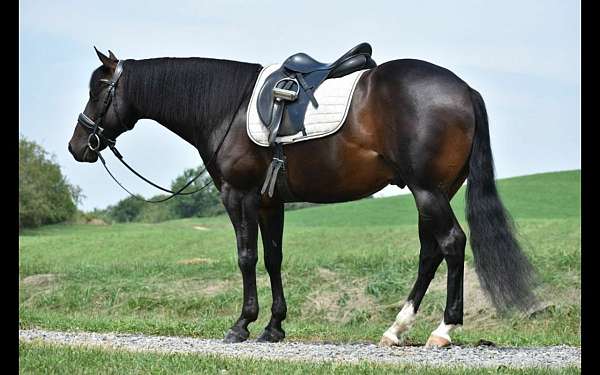 brown-quarter-horse-gelding