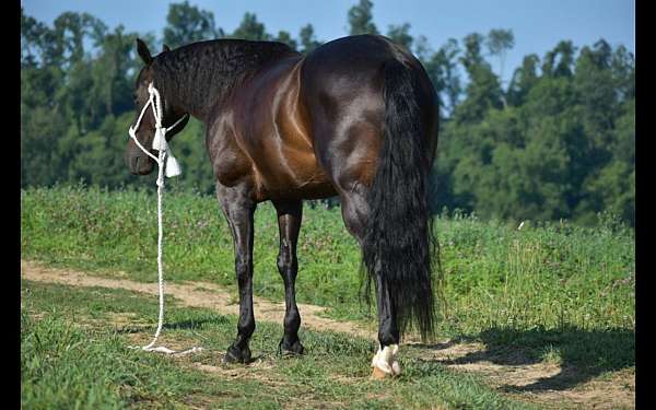 brown-aqha-gelding