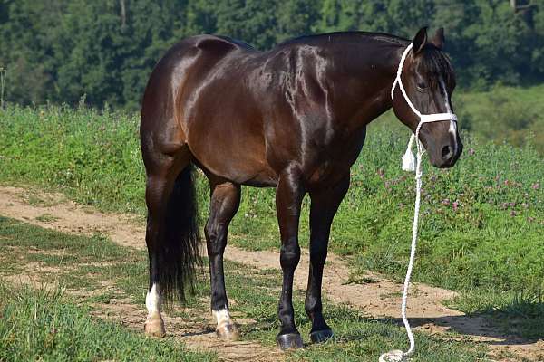 brown-aqha-horse