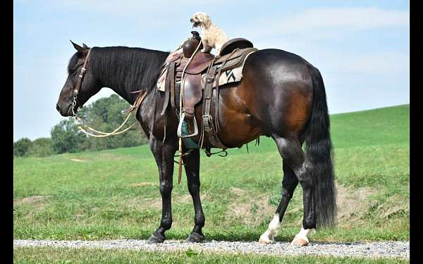 aqha-gelding